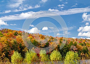 Colorful fall forest foliage in New England