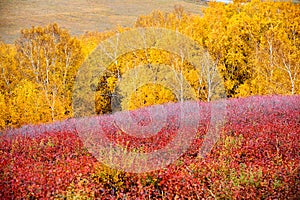 The colorful fall forest on the hillsdie