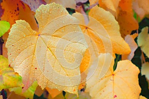 Colorful Fall Grape Leaves displaying Yellow and Orange color tones.  It`s a horizontal background with copy space