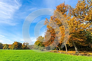 Colorful fall landscape with trees sky and meadow