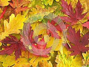 Colorful fall leaves