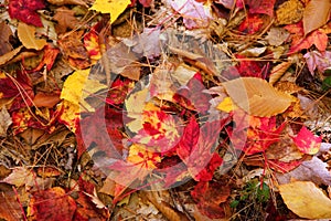 Colorful fall leaves