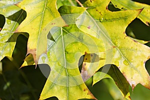 Colorful fall leaves