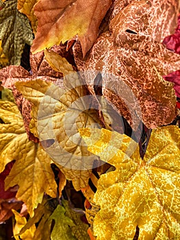 Colorful Fall Leaves Background - Add Autumn Text