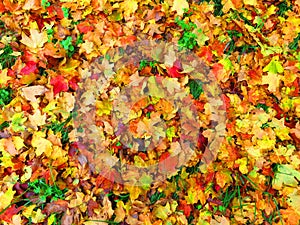 Colorful Fall Leaves Background in November