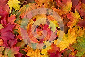 Colorful fall leaves photo