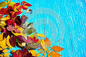 Colorful fall leaves border with blank antique rustic teal blue wood background autumn, copy space