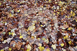 Colorful fall leaves are covering ground after rain