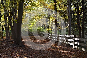 Colorful fall leaves on forest path