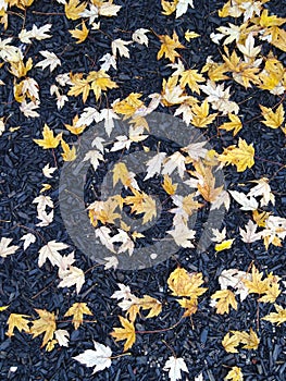 Colorful fall leaves