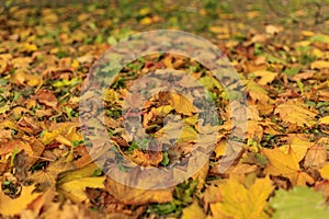 Colorful fall leaves on the grass. Bright autumn background