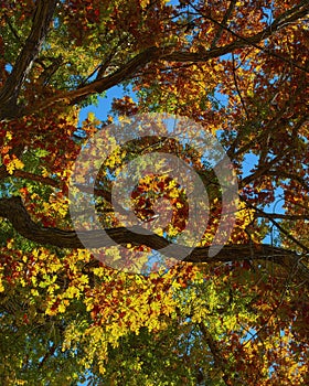 Colorful Fall Leaves Overhead