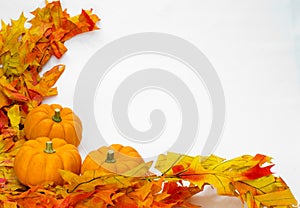 Colorato declino foglie un zucca 