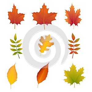 Colorful fall leaves set. Realistic bright autumn fallen leaves. Orange Maple, yellow oak leaf