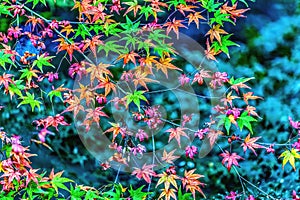 Colorful Fall Leaves Tofuku-Ji Zen Buddhist Temple Kyoto Japan