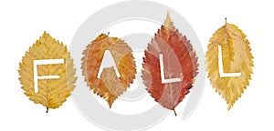 Colorful fall leaves on white background