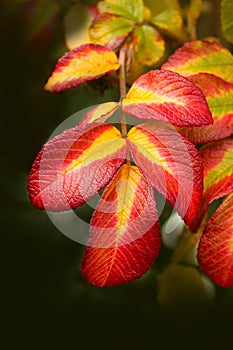 Colorful fall maple leaves