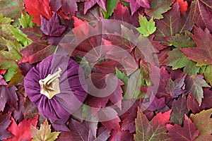 Colorful fall maple leaves as a nature background, with a purple fabric pumpkin