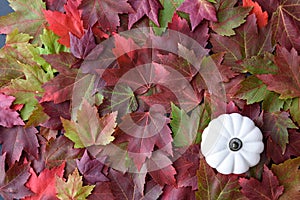 Colorful fall maple leaves as a nature background, with a white ceramic pumpkin