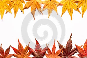 Colorful Fall Maple Leaves Frame in White Background