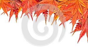 Colorful Fall Maple Leaves Frame in White Background