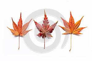 Colorful Fall Maple Leaves in White Background