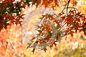 Colorful Fall Oak Leaves