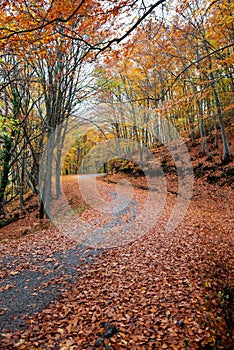 Colorful fall path