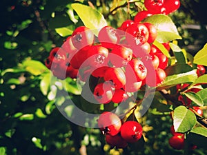 Bush with red berries in octobre 2018.