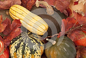 Colorful fall squash harvest yellows, greens, and oranges