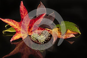 Colorful Fall Sycamore Leaves photo