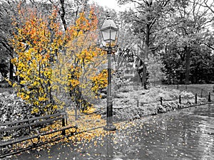 Colorful fall tree with leaves covering the ground in a black and white landscape in Washington Square Park, New York City