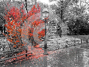 Colorful fall tree with leaves covering the ground in a black and white landscape in Washington Square Park, New York City