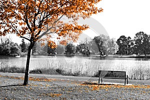 Colorful fall tree with orange leaves above an empty bench in a black and white landscape scene