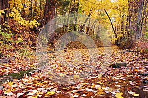 Colorful Fall Trees Leaves and Creek Bed