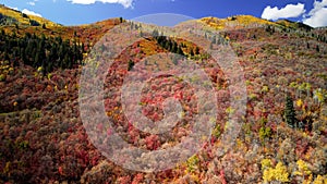 Colorful fall trees on mountain slope in Wasatch mountain state park