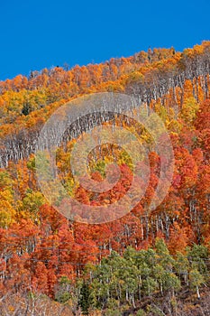 Colorful fall trees on mountain slope in Wasatch mountain state park