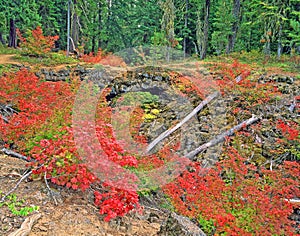 Colorful Fall Vine Maple and Fallen Trees