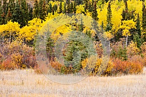 Colorful fall Yukon Canada boreal forest taiga