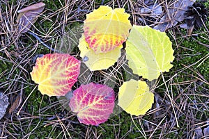 Colorful fallen aspen leaves in the autumn forest. Selective focus, top view