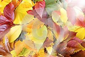 Colorful fallen autumn leaves