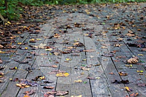 Colorful fallen autumn leaves on a wooden bridge floor surrounded by lush green trees at Cochran Shoals Trail in Marietta