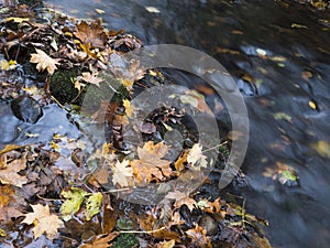 Colorful fallen autumnal leaves in long exposure water of forest stream creek in autumn with stones and moss in luzicke