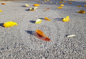 Colorful fallen foliage - yellow, orange, brown on gray asphalt road. Textured gray stone background. Autumn sunny day