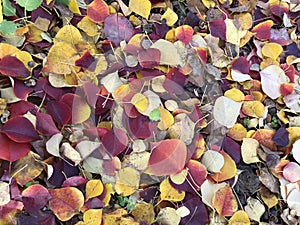 The colorful fallen leaves in autumn