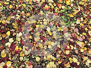 The colorful fallen leaves in autumn