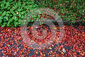 Colorful fallen maple leaves curbside on a street and garden on a wet day