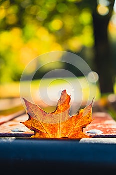 Colorful falling autumn leaves in wooden bench. View through the autumn foliage in park forest. Golden tree leaves