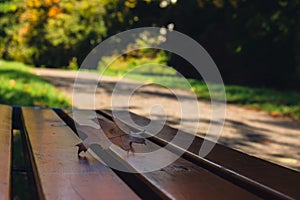 Colorful falling autumn leaves in wooden bench. View through the autumn foliage in park forest. Golden tree leaves