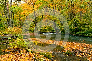 Colorful falling leaves covered the ground in the forest of autumn season